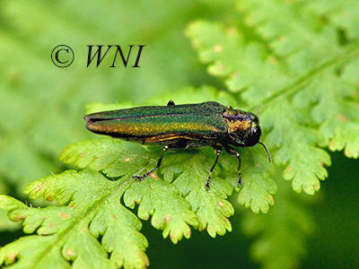 Emerald Ash Borer (Agrilus planipennis)